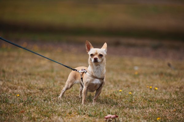 Renueva Tu Blazer Clásico: Trucos y Estilos para Brillar en Cualquier Ocasión